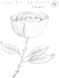 Rosa